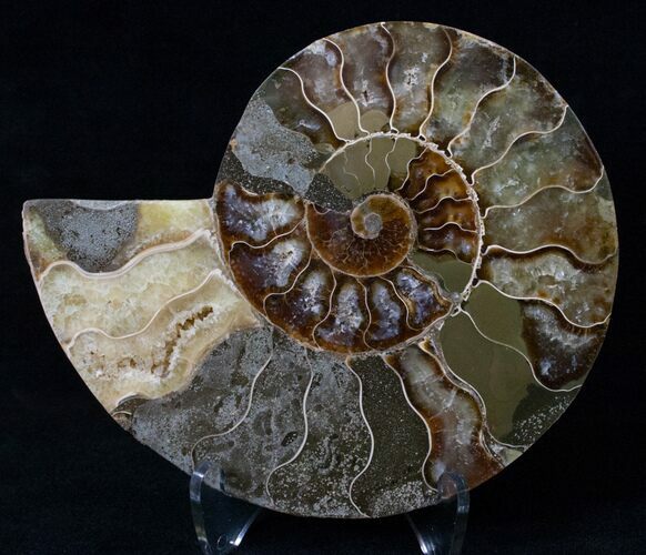 Agatized Ammonite Fossil (Half) #16510